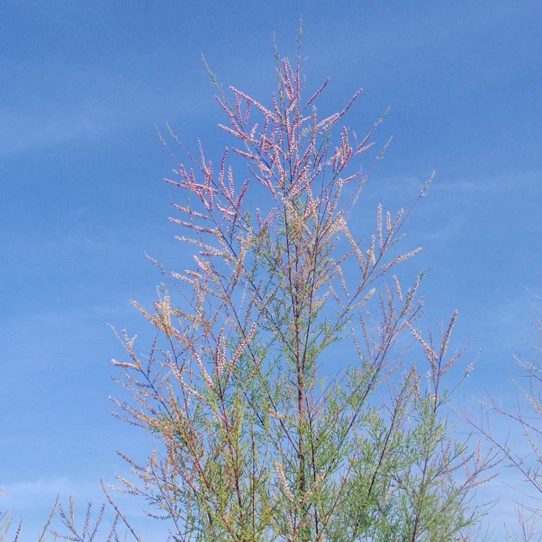 Wispy foliage and flowers on Summer Glow tamarisk